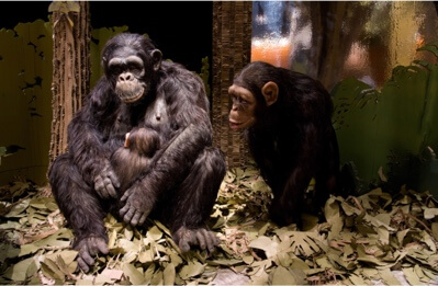 Project preview image