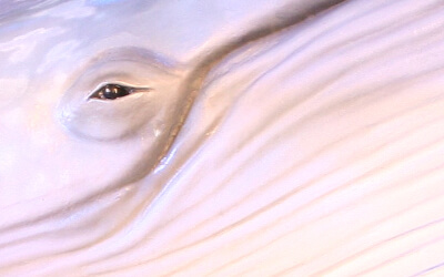 Project preview image