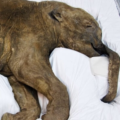 Project preview image